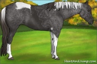 Horse Color:Liver Chestnut Tobiano 