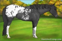 Horse Color:Blue Roan Appaloosa 