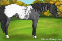 Horse Color:Blue Roan Snowcap 
