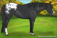 Horse Color:Black Sabino Appaloosa 