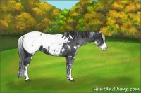 Horse Color:White Spotted Black Splash Snowcap