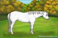 Horse Color:White Spotted Blue Roan Splash Frame Appaloosa 