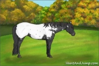 Horse Color:White Spotted Black Appaloosa