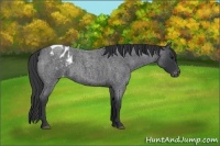 Horse Color:Blue Roan Appaloosa 