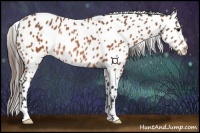 Horse Color:Brown Near Leopard Rabicano