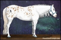 Horse Color:Chestnut Appaloosa Rabicano