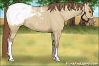 Horse Color:Red Dun Appaloosa