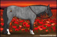 Horse Color:Blue Roan 