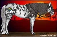 Horse Color:Smoky Black Splash Appaloosa 