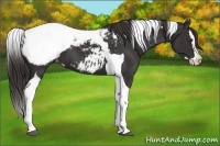 Horse Color:Liver Chestnut Splash Tobiano Near Fewspot 
