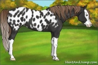 Horse Color:Liver Chestnut Splash Appaloosa 
