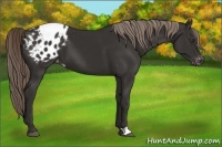 Horse Color:Liver Chestnut Appaloosa 