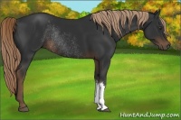 Horse Color:Liver Chestnut Rabicano 