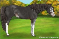 Horse Color:Liver Chestnut Sabino 