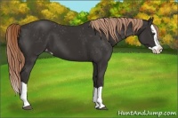 Horse Color:Liver Chestnut Splash Appaloosa 