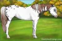 Horse Color:Liver Chestnut Splash Frame Appaloosa 