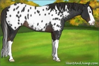 Horse Color:Liver Chestnut Splash Appaloosa Rabicano 