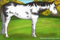 Horse Color:Liver Chestnut Splash Frame 