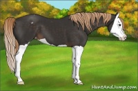 Horse Color:Liver Chestnut Splash Varnish 