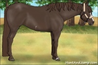 Horse Color:Liver Chestnut Frame 