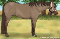 Horse Color:Liver Red Dun 