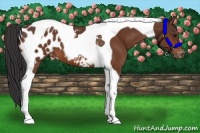 Horse Color:Bay Tobiano Appaloosa