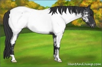 Horse Color:Blue Roan Near Fewspot 