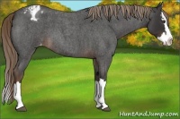 Horse Color:Liver Red Roan Splash Appaloosa 