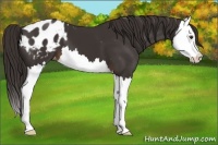 Horse Color:Liver Chestnut Splash Appaloosa 