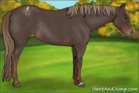 Horse Color:Liver Red Roan Appaloosa Rabicano 
