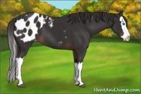 Horse Color:Liver Chestnut Splash Appaloosa 