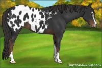 Horse Color:Liver Chestnut Sabino Near Leopard 