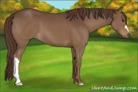 Horse Color:Liver Chestnut 