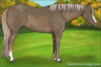 Horse Color:Chocolate Palomino Sabino 