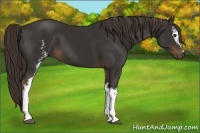 Horse Color:White Spotted Liver Chestnut 