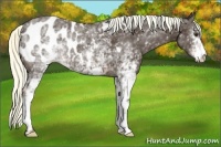 Horse Color:White Spotted Liver Chestnut Appaloosa
