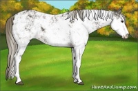 Horse Color:Liver Chestnut Sabino 