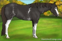 Horse Color:White Spotted Liver Chestnut 