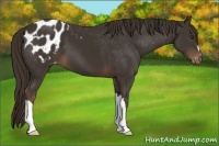 Horse Color:Liver Chestnut Appaloosa 
