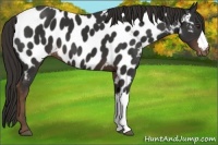 Horse Color:Liver Chestnut Near Leopard 