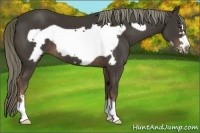 Horse Color:Liver Chestnut Frame 