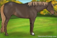 Horse Color:Liver Chestnut 