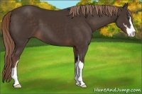 Horse Color:Liver Chestnut Sabino