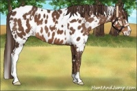 Horse Color:White Spotted Liver Chestnut Sabino Near Leopard 
