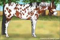 Horse Color:White Spotted Bay Sabino Appaloosa