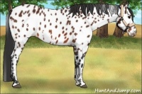 Horse Color:White Spotted Bay Sabino Appaloosa 