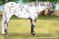 Horse Color:White Spotted Silver Black Appaloosa 