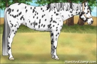 Horse Color:White Spotted Black Appaloosa 