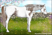 Horse Color:Gray White Spotted Chestnut Splash Tobiano 