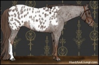 Horse Color:Liver Red Roan Appaloosa